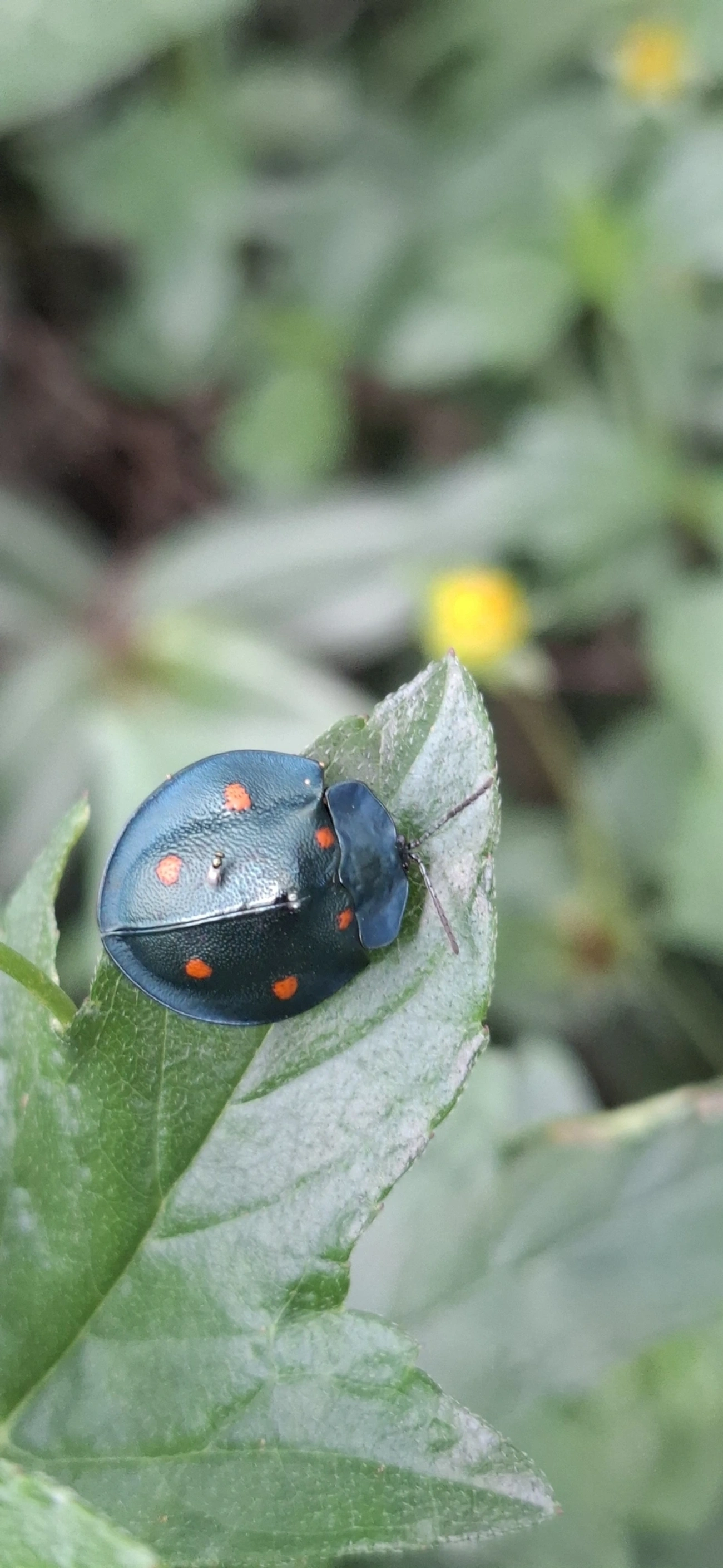 Besouro-tartaruga (Cyrtonota sexpustulata), insetos, fotografado em Camburí, São Sebastião