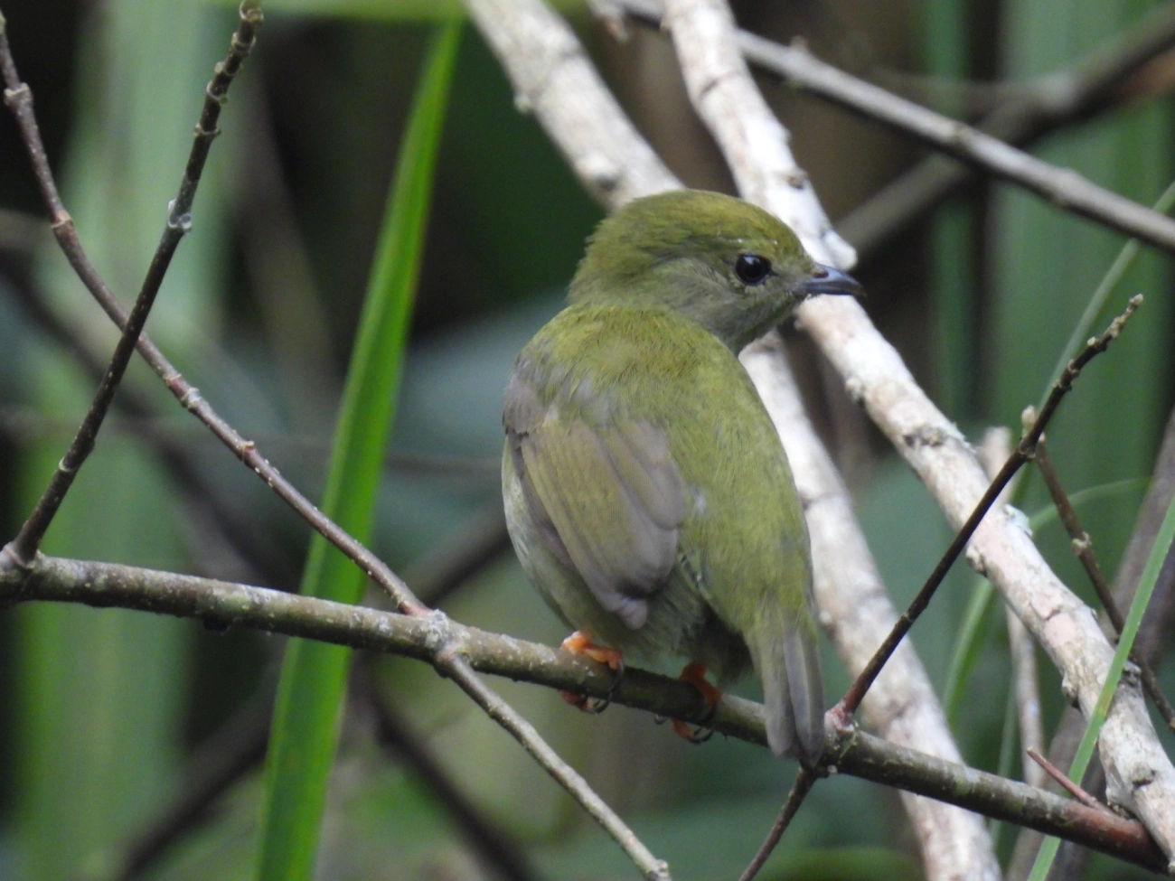 Rendeira (Manacus manacus), aves, fotografado em Maresias, São Sebastião