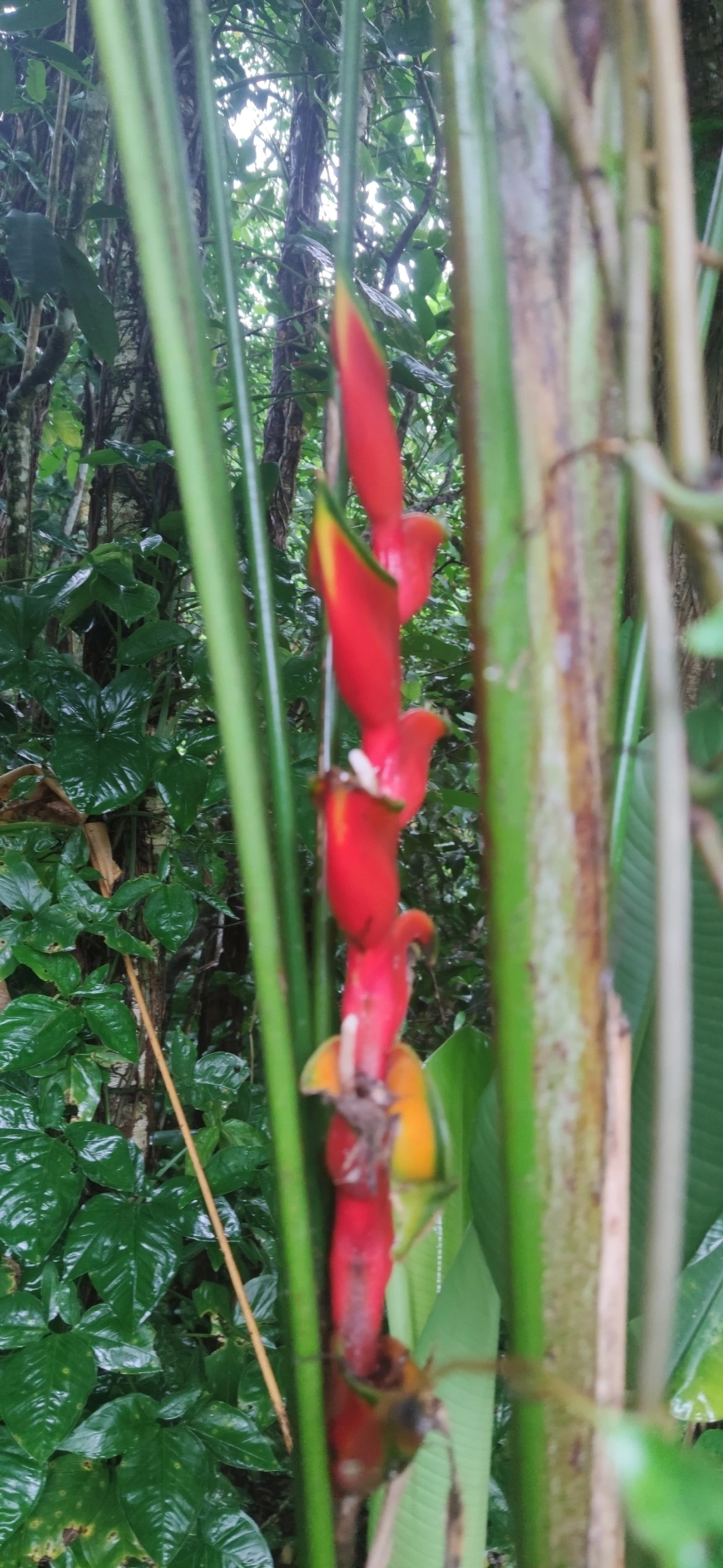Helicônia (Heliconia bihai), plantas, fotografado em Maresias, São Sebastião
