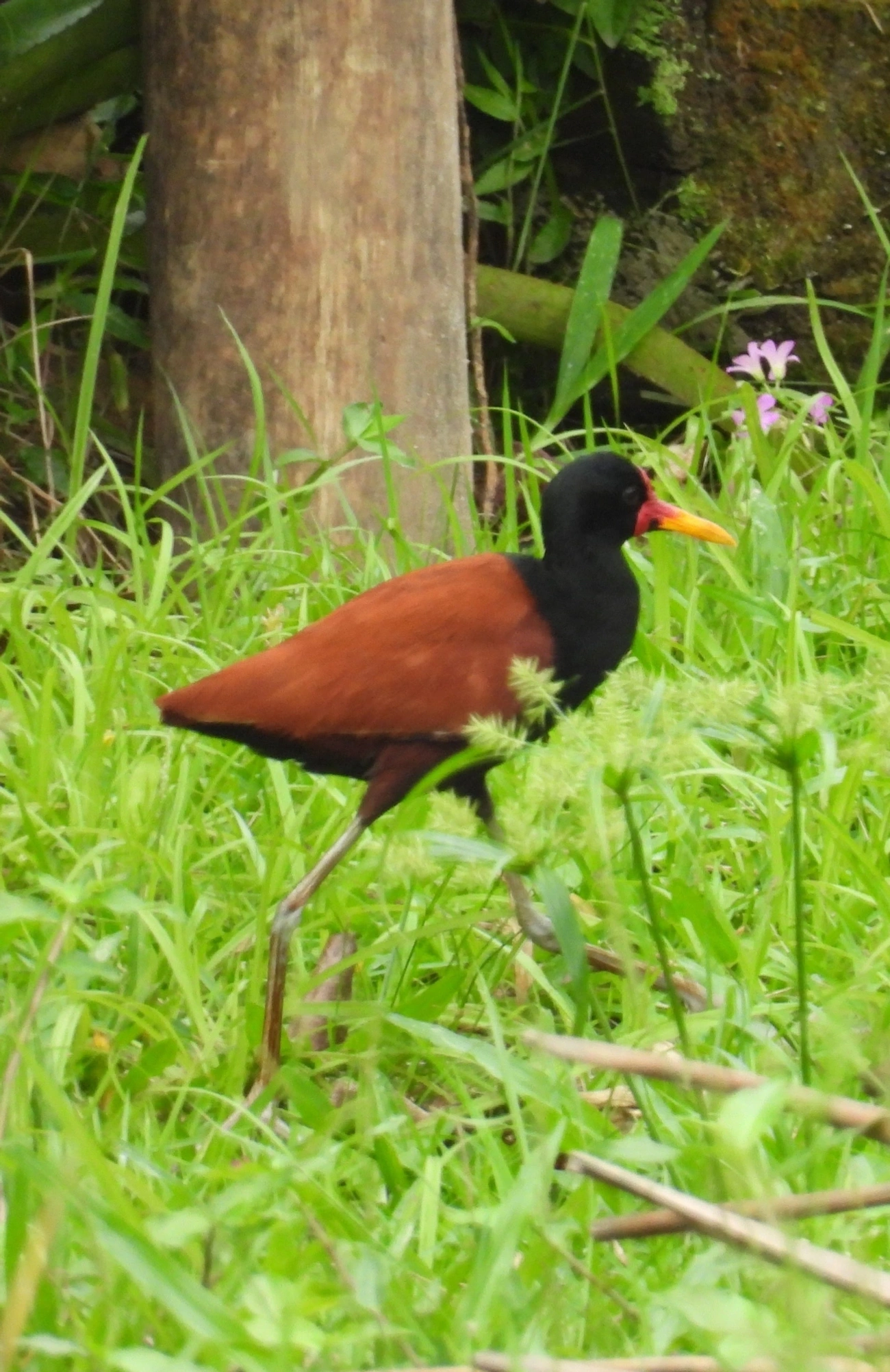 Jaçanã (Jacana jacana), aves, fotografado em Maresias, São Sebastião