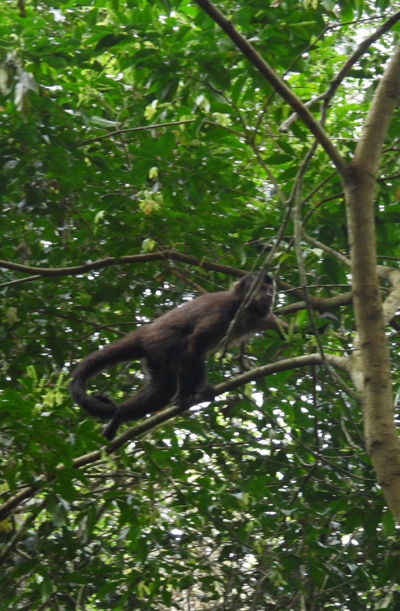 Macaco-prego-preto (Sapajus nigritus), mamíferos, fotografado em São Sebastião