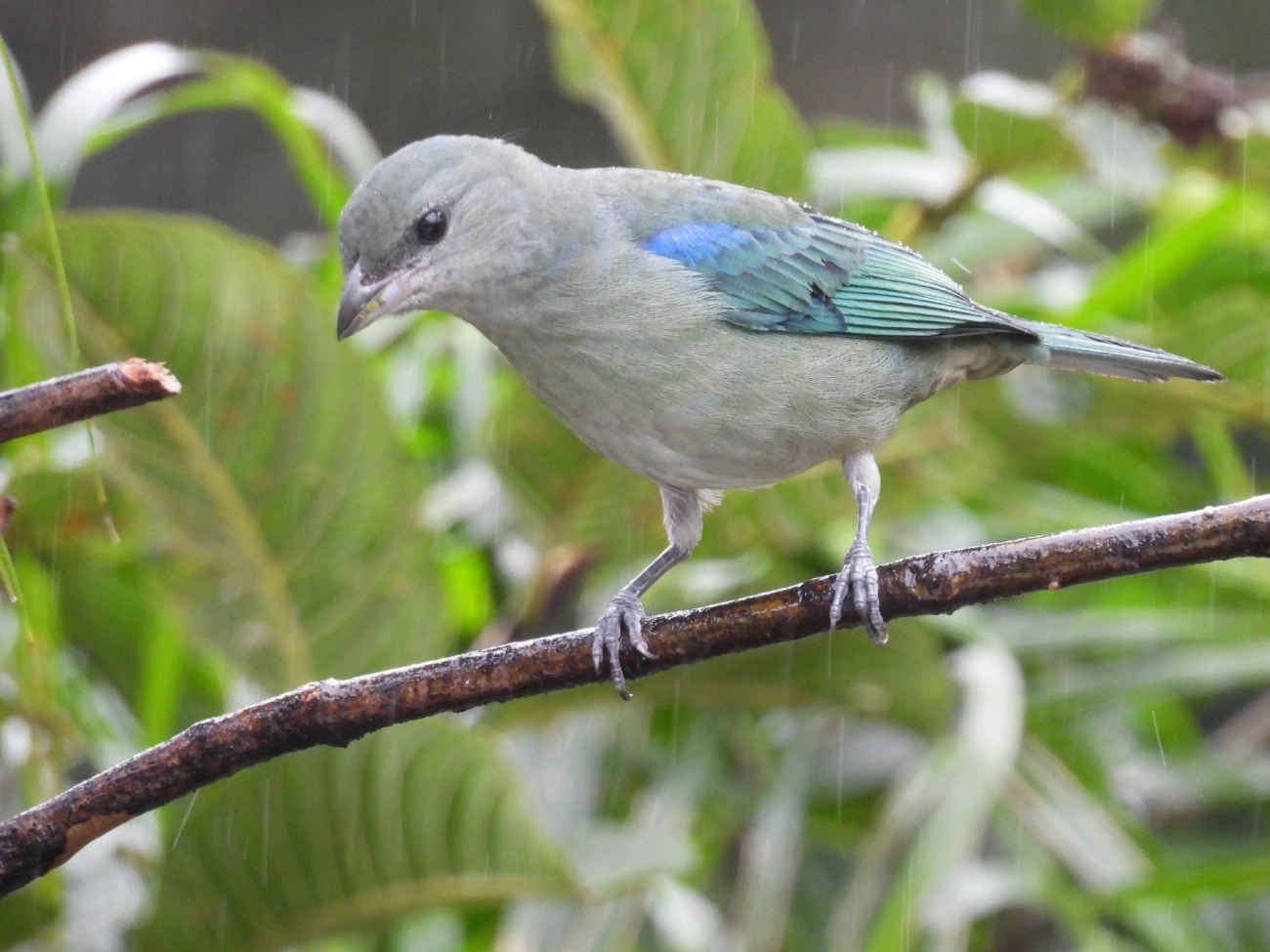 Sanhaço-de-encontro-azul (Thraupis cyanoptera), aves, fotografado em Maresias, São Sebastião