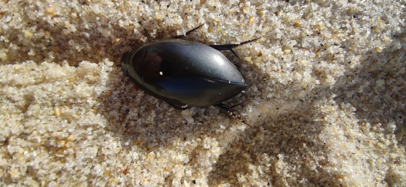 Hydrophilus, insetos, fotografado em Maresias, São Sebastião