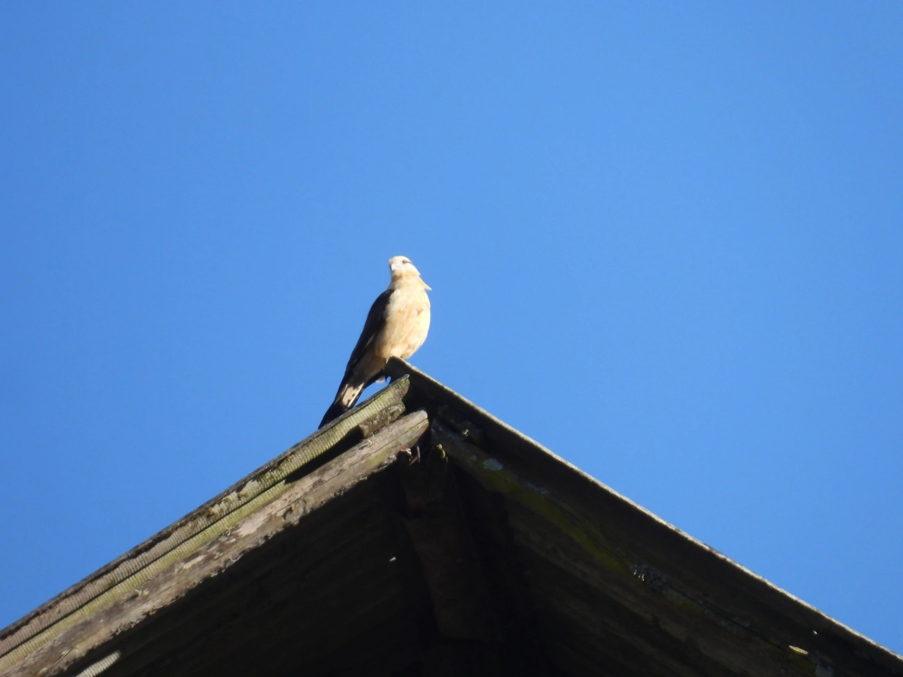 Carrapateiro (Daptrius chimachima), aves, fotografado em Resende
