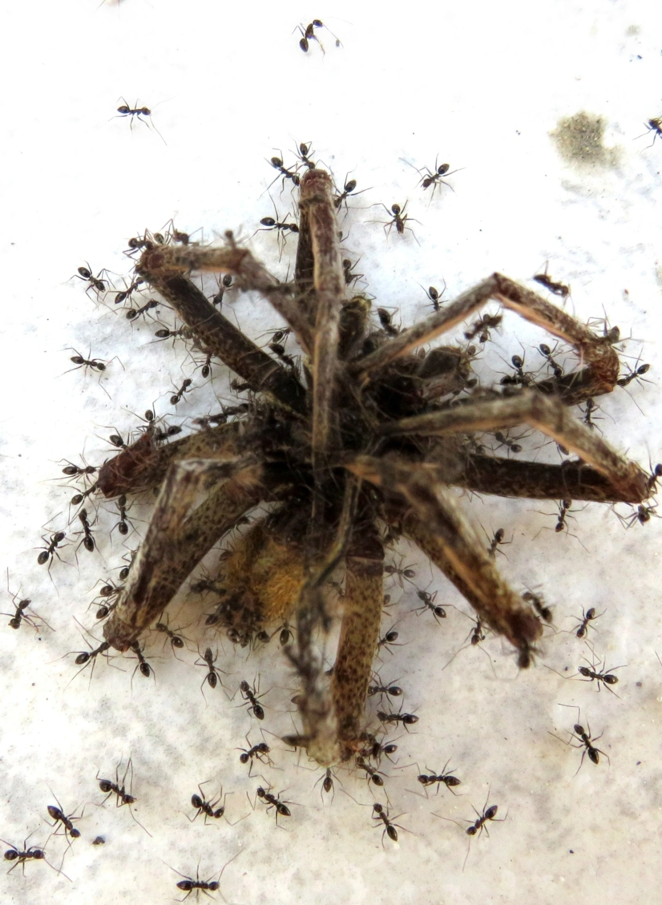 Ctenus, aracnídeos, fotografado em Maresias, São Sebastião