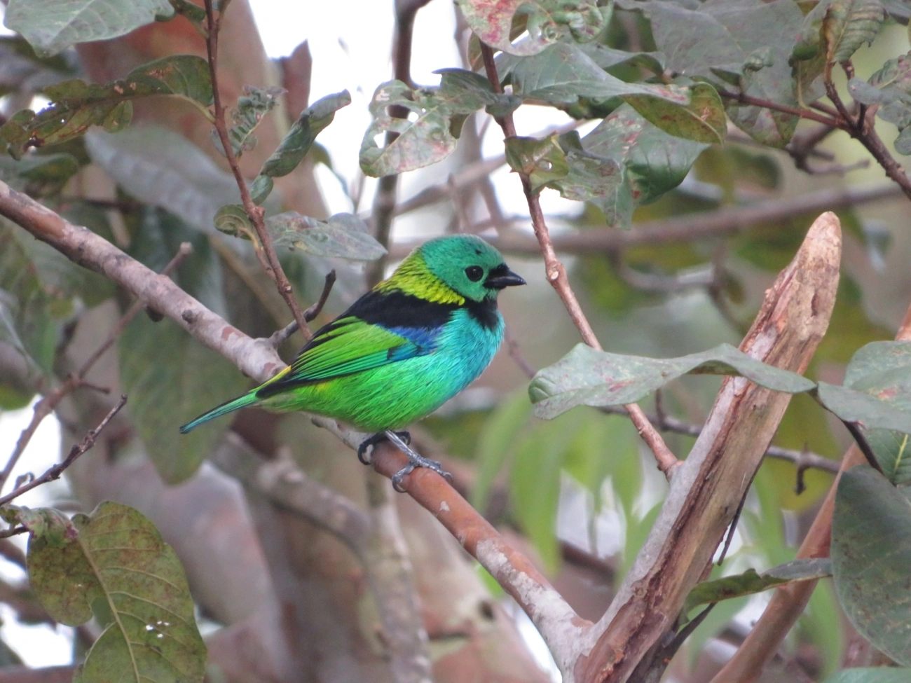 Saíra-sete-cores (Tangara seledon), aves, fotografado em Maresias, São Sebastião