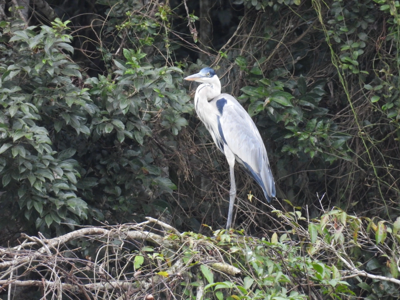 Garça-moura (Ardea cocoi), aves, fotografado em Santa Isabel