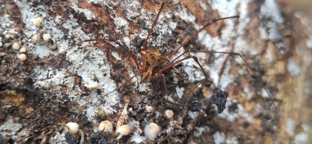 Promitobates, aracnídeos, fotografado em Maresias, São Sebastião