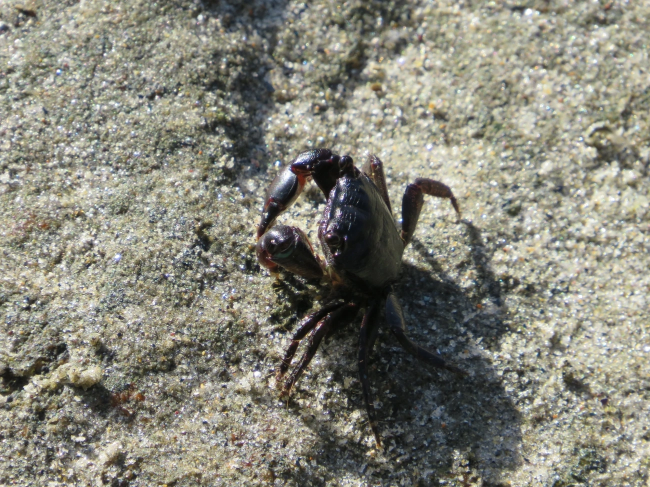 Caranguejo-verde (Pachygrapsus transversus), crustáceos, fotografado em Maresias, São Sebastião