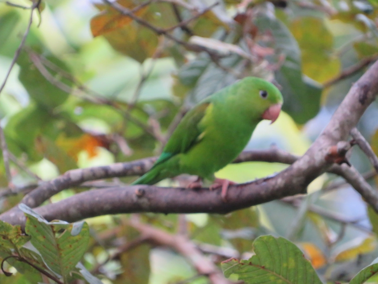 Periquito-rico (Brotogeris tirica), aves, fotografado em Maresias, São Sebastião