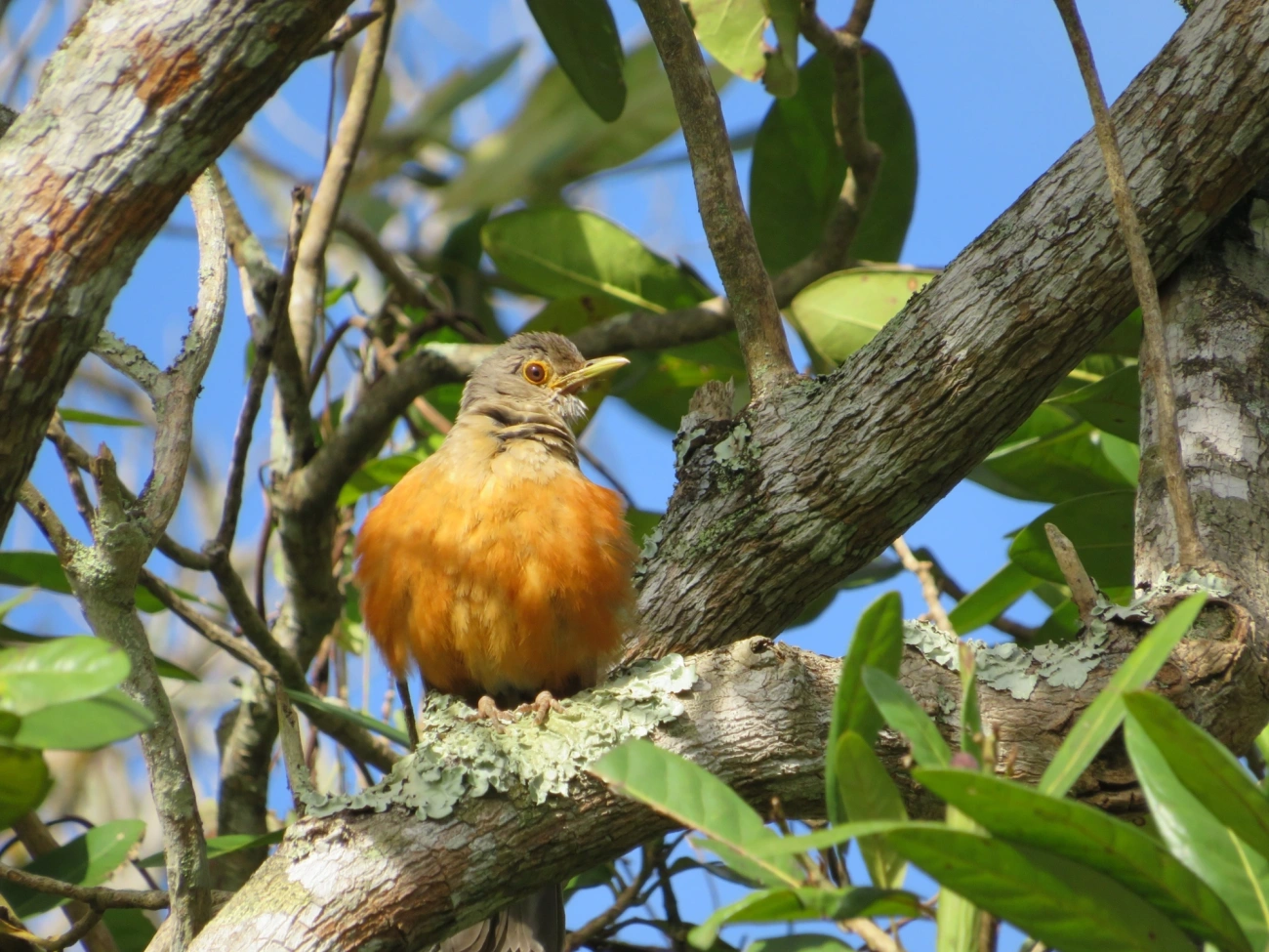 Sabiá-laranjeira (Turdus rufiventris), aves, fotografado em Maresias, São Sebastião