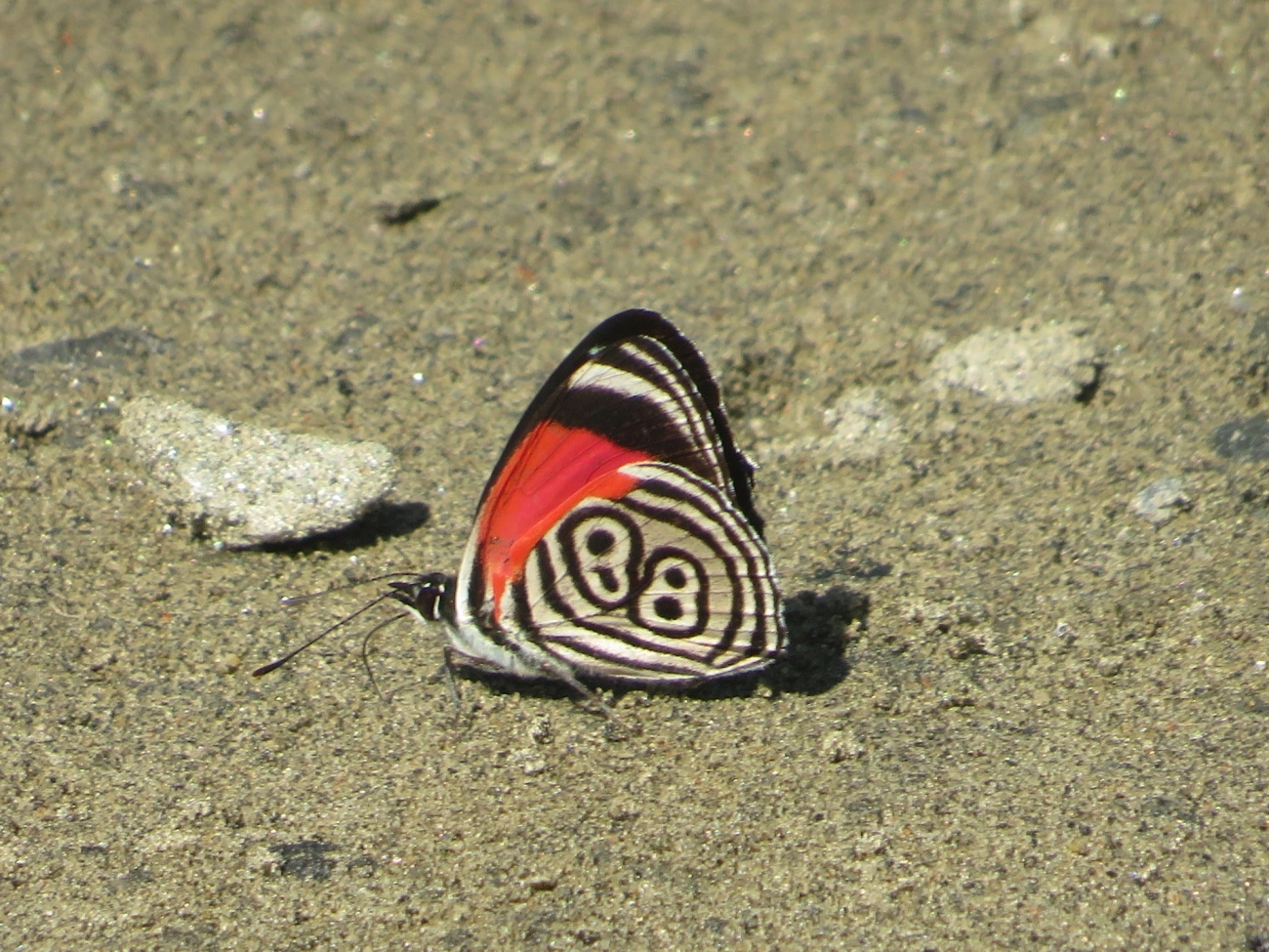 Borboleta-oitenta-e-oito (Diaethria clymena), insetos, fotografado em Maresias, São Sebastião