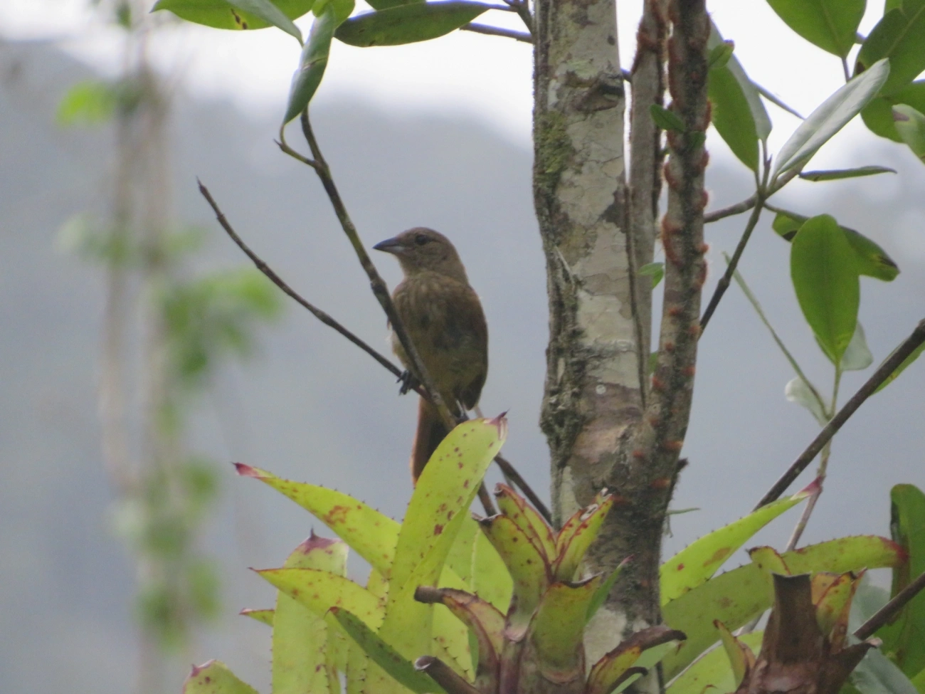 Tiê-preto (Tachyphonus coronatus), aves, fotografado em Maresias, São Sebastião
