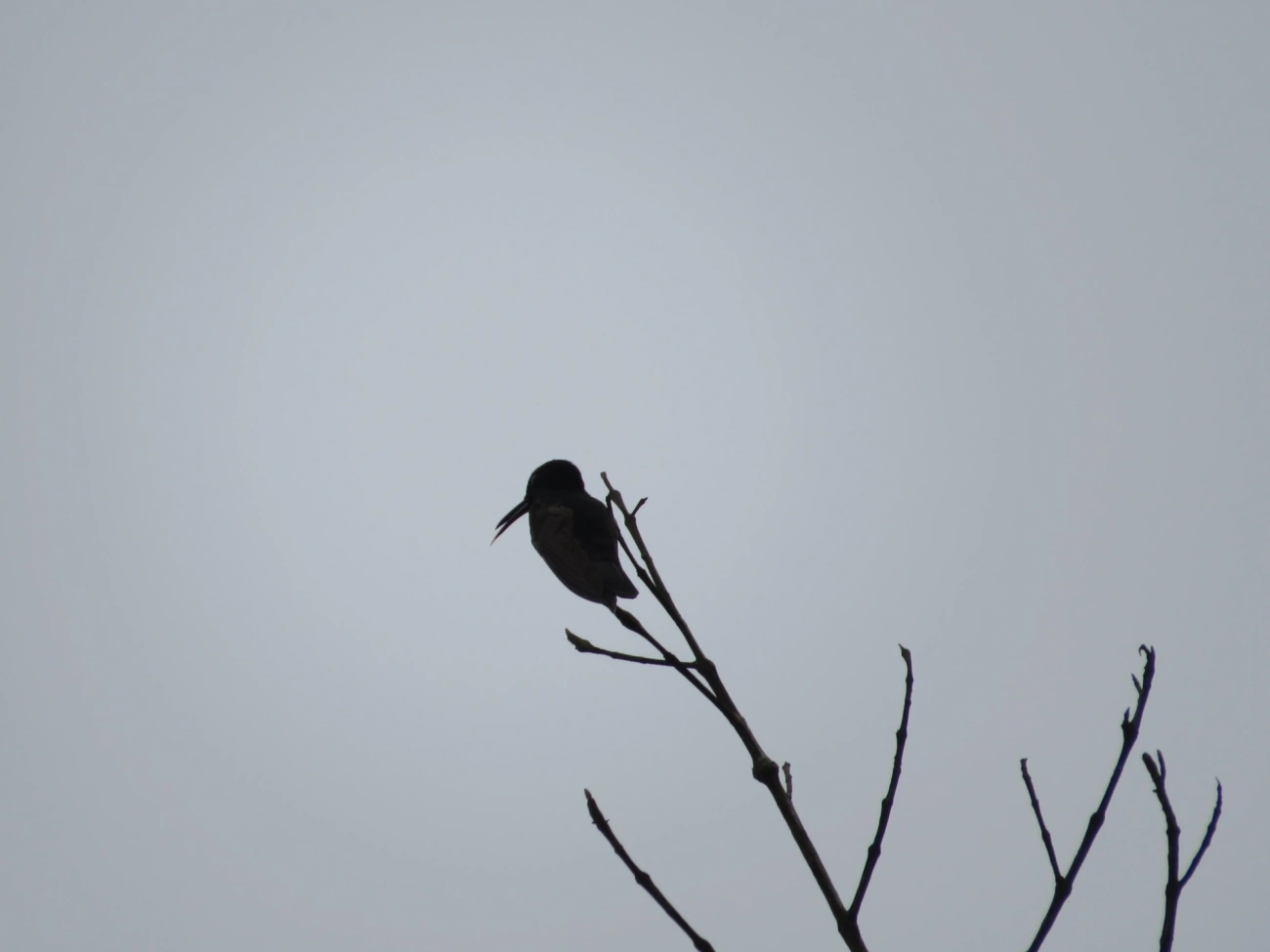 Beija-flor-preto (Florisuga fusca), aves, fotografado em Maresias, São Sebastião
