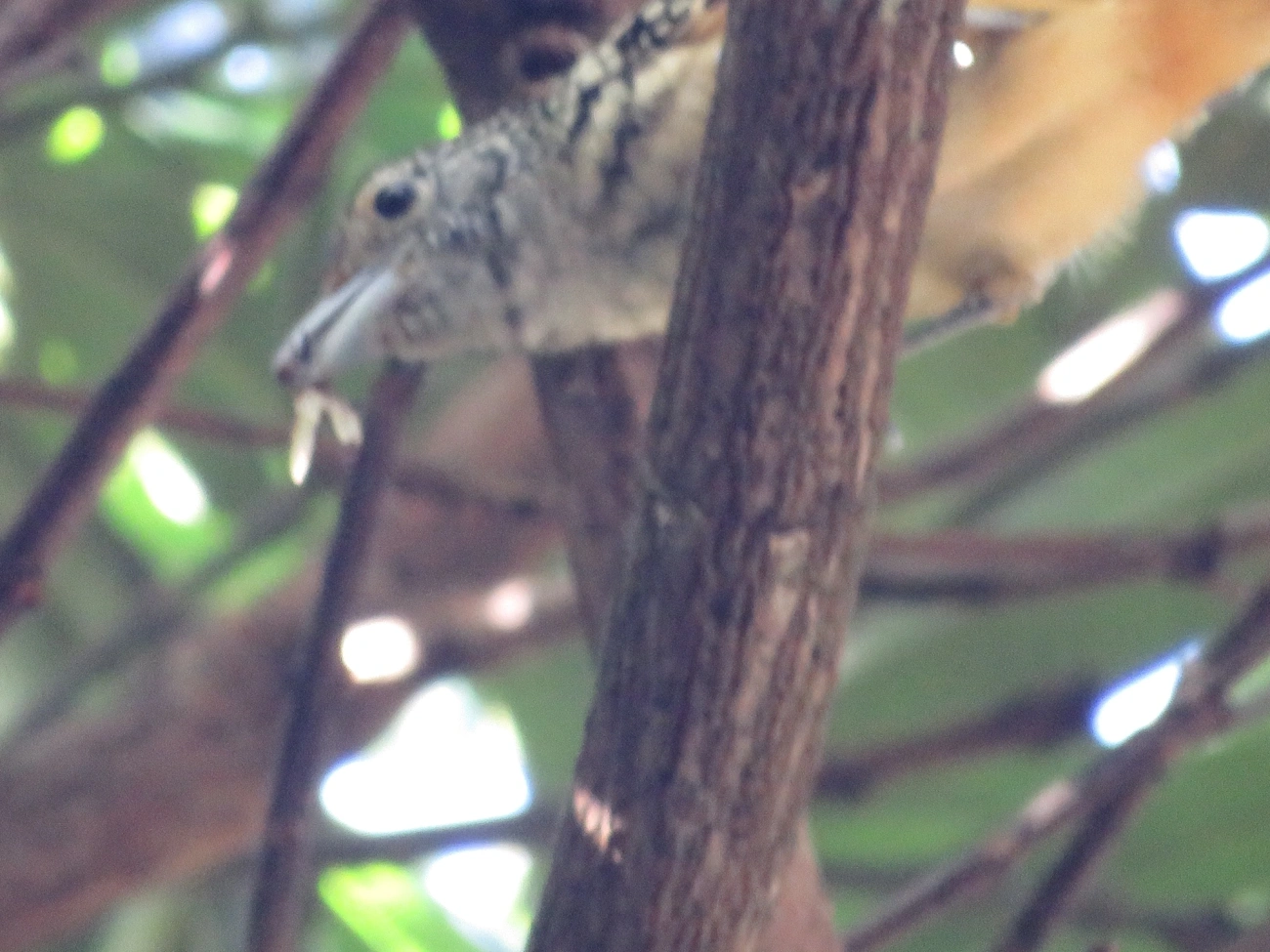 Chocão-carijó (Hypoedaleus guttatus), aves, fotografado em Maresias, São Sebastião