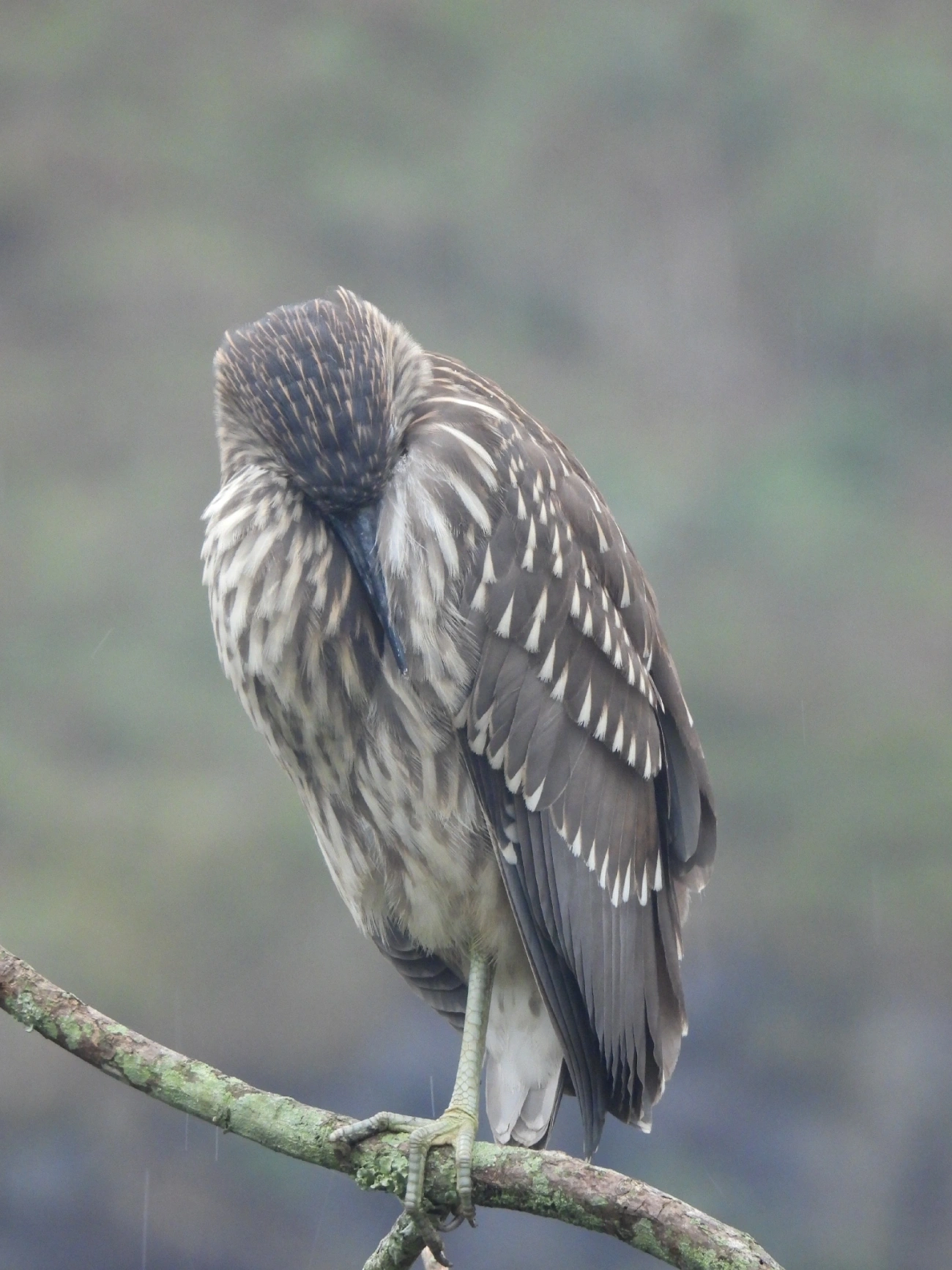Socó-dorminhoco (Nycticorax nycticorax), aves, fotografado em Centro, Caraguatatuba