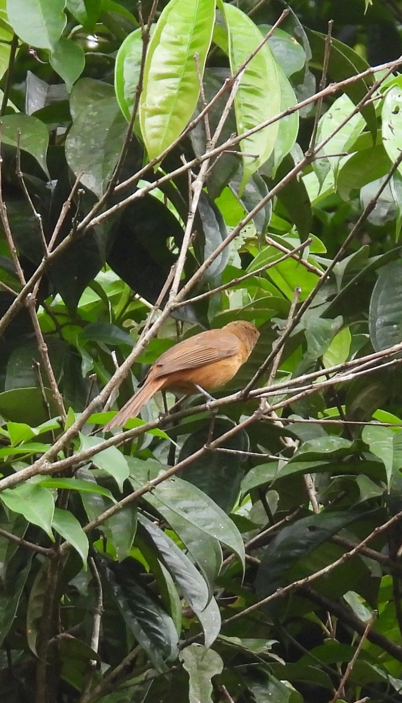 Caneleiro (Pachyramphus castaneus), aves, fotografado em Barra do Una, São Sebastião