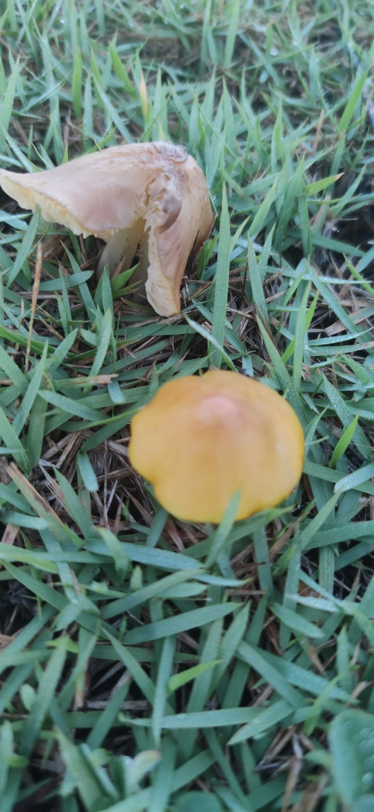 Chapéu-de-bruxa (Hygrocybe conica), fungos, fotografado em Maresias, São Sebastião