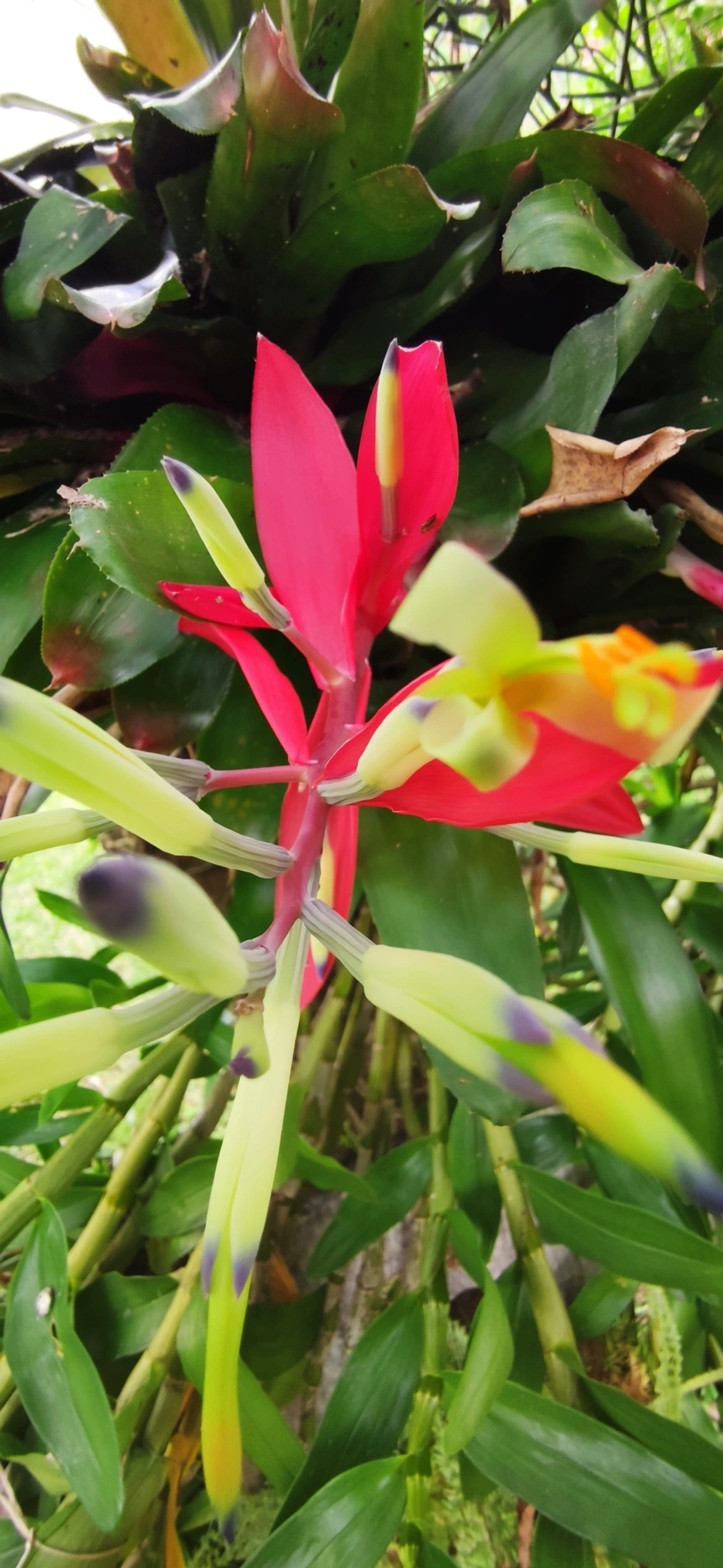 Guaricana-uva (Billbergia amoena), plantas, fotografado em Indaiá, Caraguatatuba