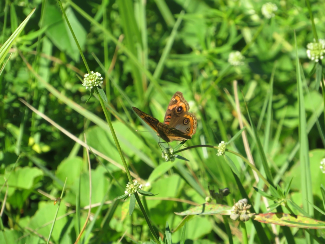 Borboleta-Olho-de-Pavão-Diurno (Junonia evarete), insetos, fotografado em Maresias, São Sebastião