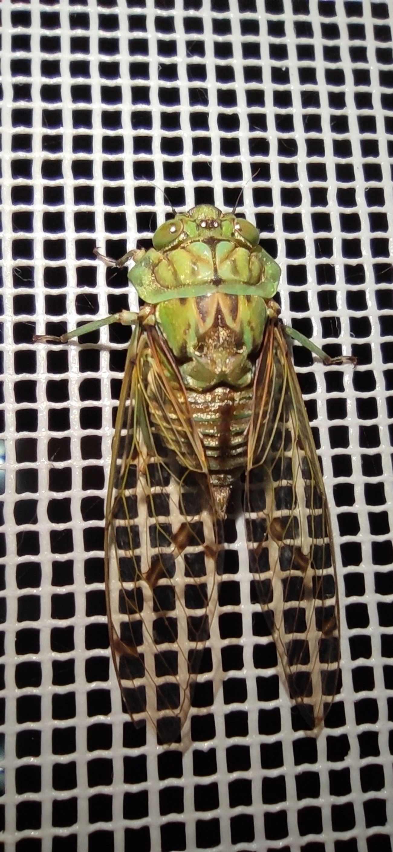Cigarra-verde (Zammara tympanum), insetos, fotografado em Maresias, São Sebastião