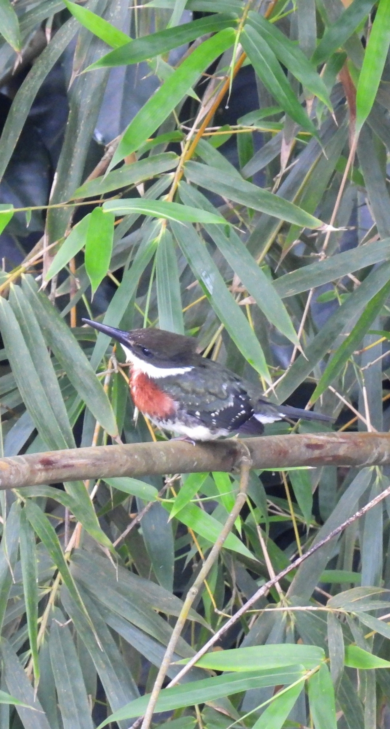 Martim-pescador-pequeno (Chloroceryle americana), aves, fotografado em Maresias, São Sebastião