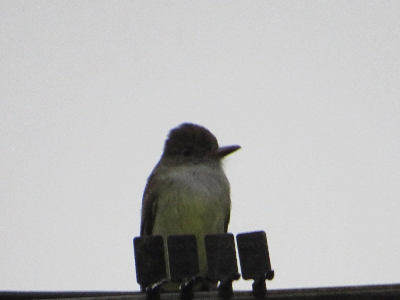 Maria-cavaleira (Myiarchus ferox), aves, fotografado em Maresias, São Sebastião