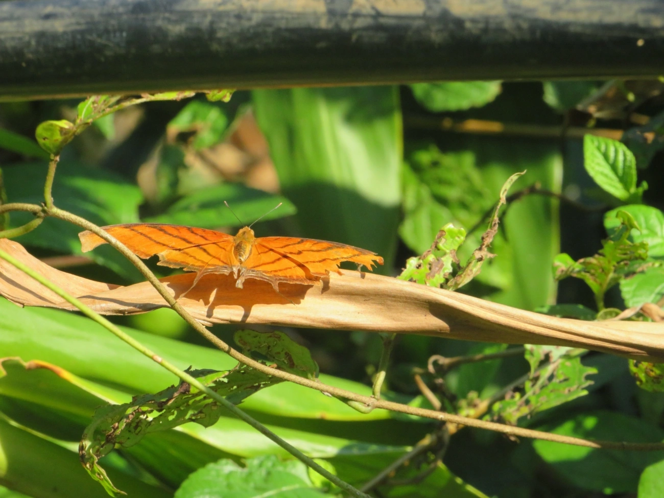 Borboleta-Asas-de-Punhal (Marpesia petreus), insetos, fotografado em Maresias, São Sebastião