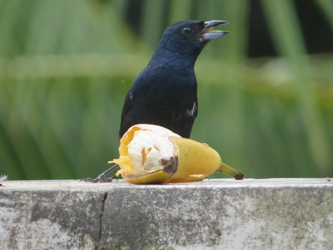 Tiê-preto (Tachyphonus coronatus), aves, fotografado em Maresias, São Sebastião