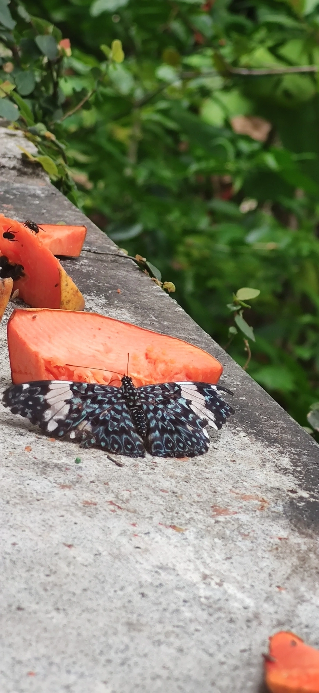Assenta-pau (Hamadryas amphinome), insetos, fotografado em Maresias, São Sebastião