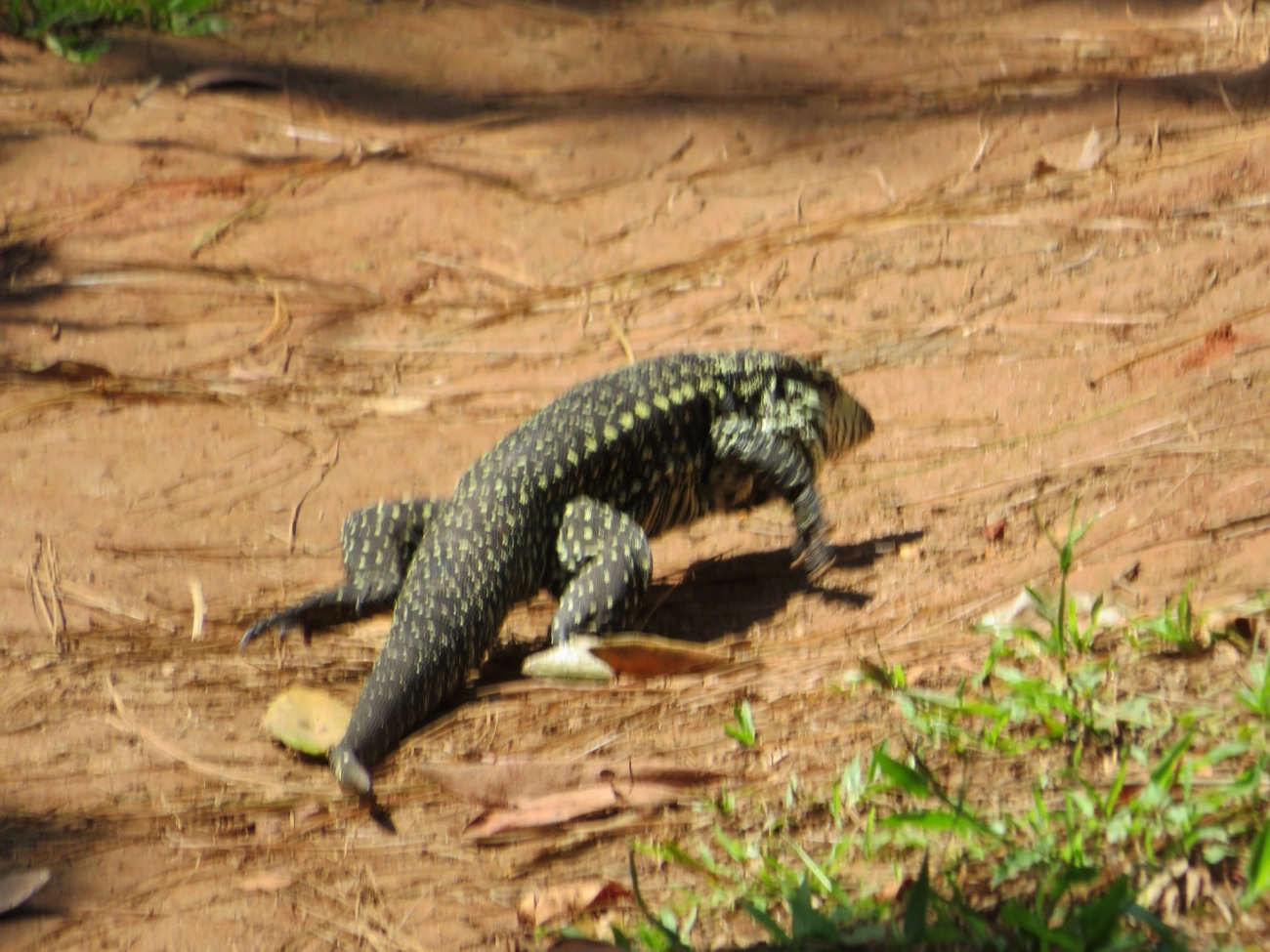 Teiú (Salvator merianae), répteis, fotografado em Calhetas, São Sebastião