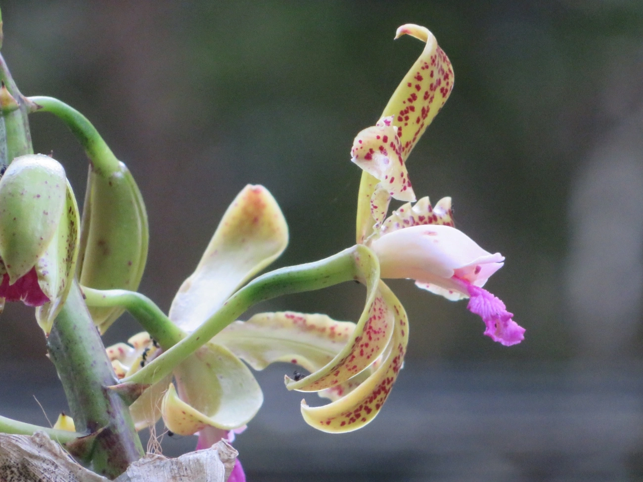 Catleia-gutata (Cattleya guttata), plantas, fotografado em São Sebastião