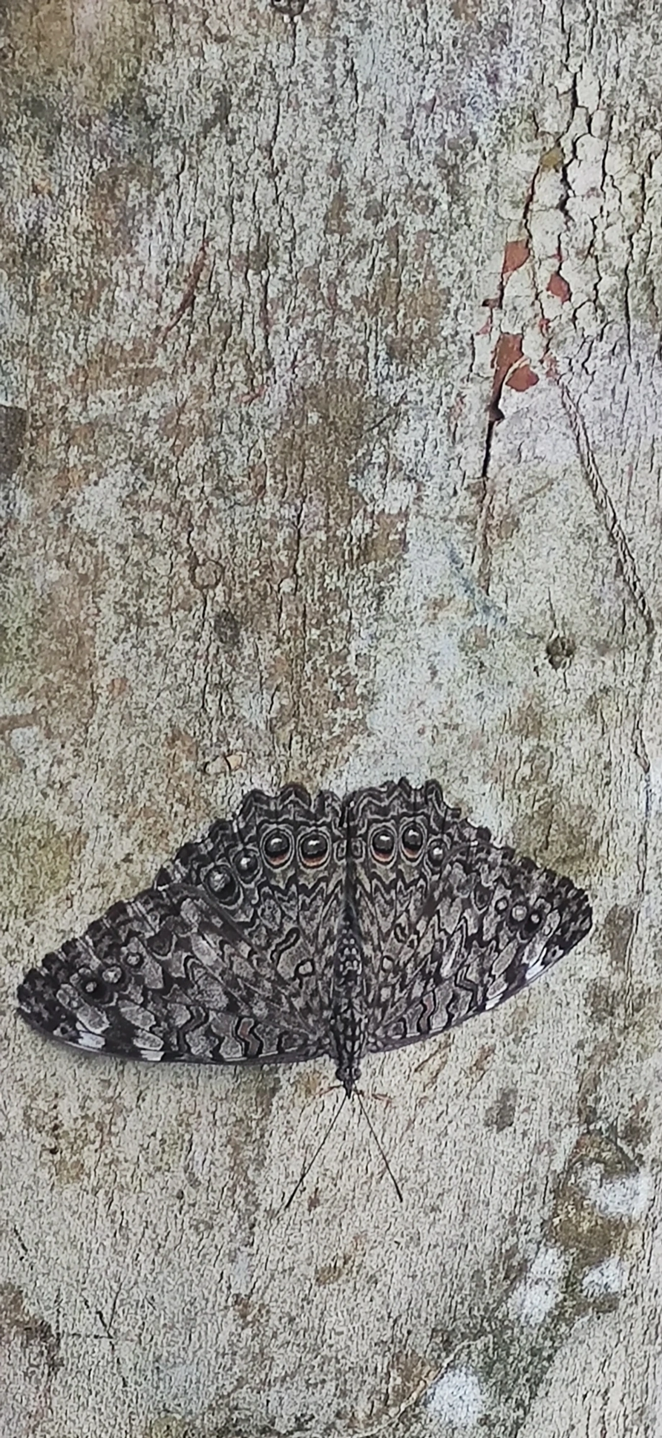 Estaladeira-cinzenta (Hamadryas februa), insetos, fotografado em Paraibuna