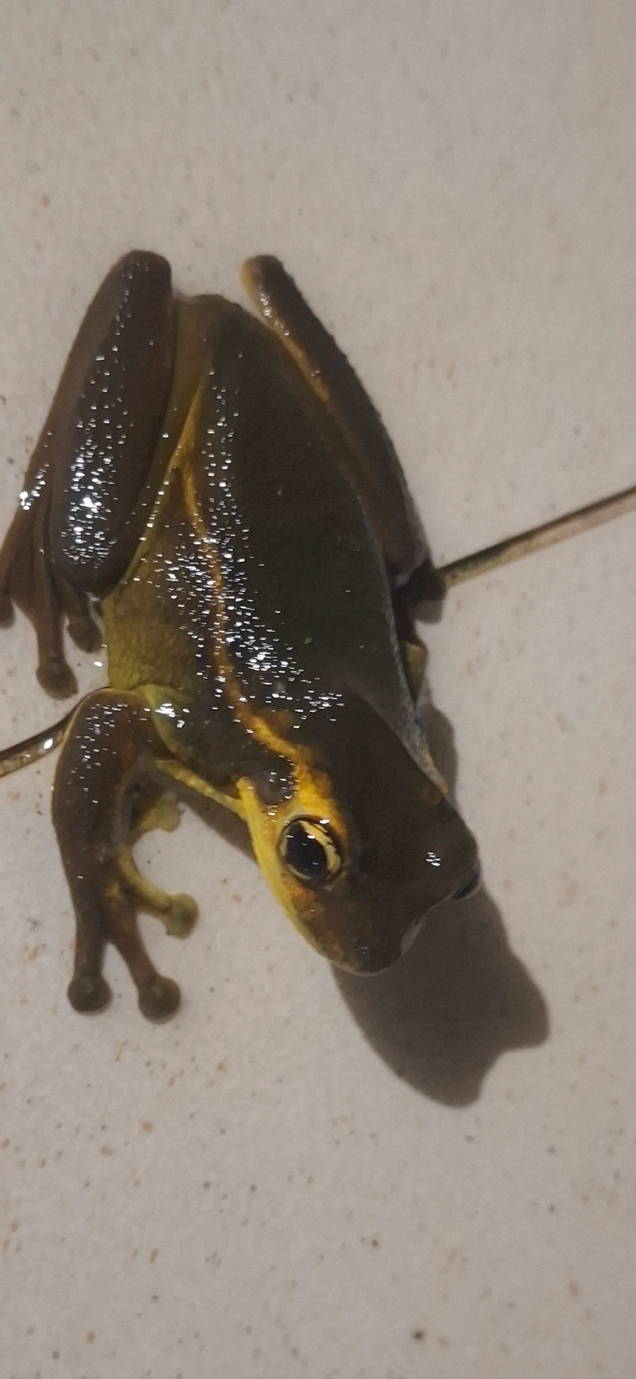 Perereca-grudenta (Trachycephalus mesophaeus), anfíbios, fotografado em Maresias, São Sebastião