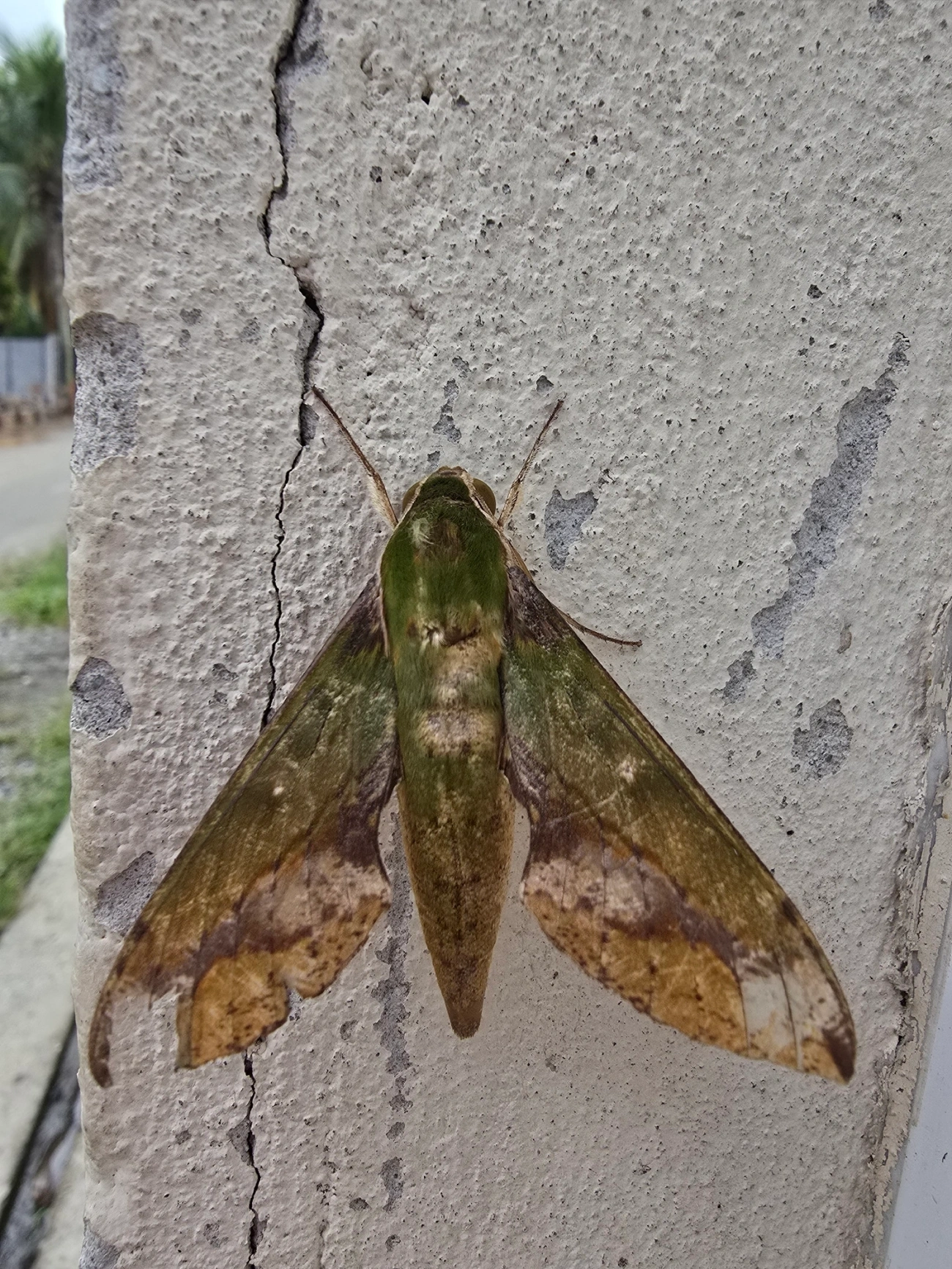 Esfinge verde (Xylophanes chiron), insetos, fotografado em Maresias, São Sebastião