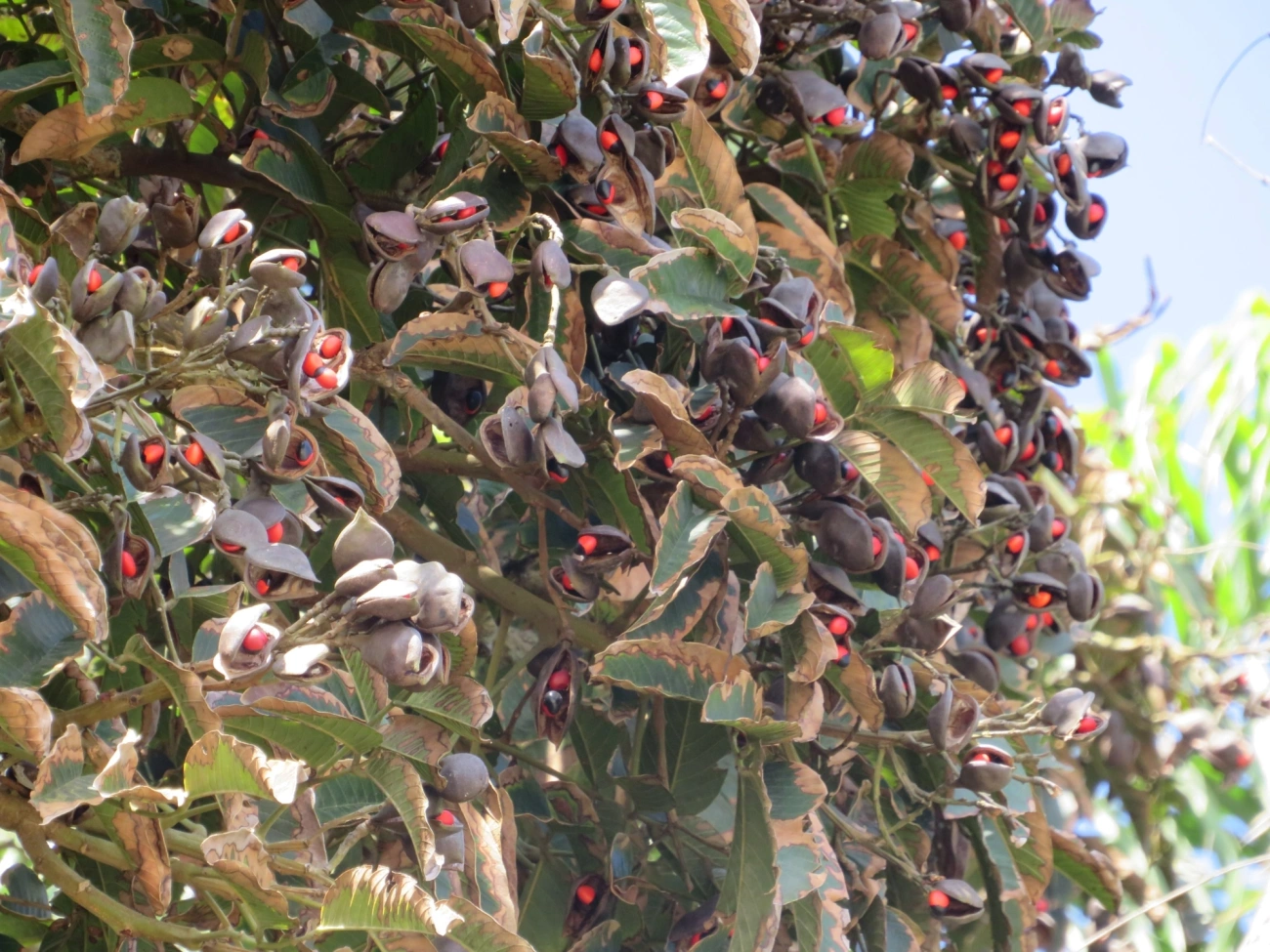 Ormosias (Ormosia), plantas, fotografado em Praia As Ilhas, São Sebastião