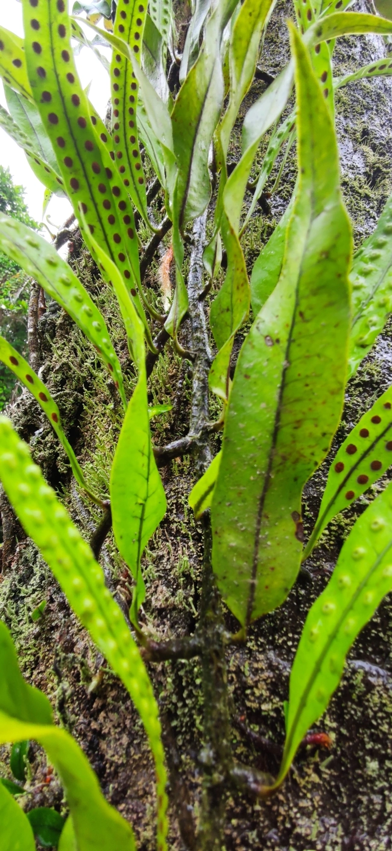Pleopeltis macrocarpa, plantas, fotografado em Maresias, São Sebastião