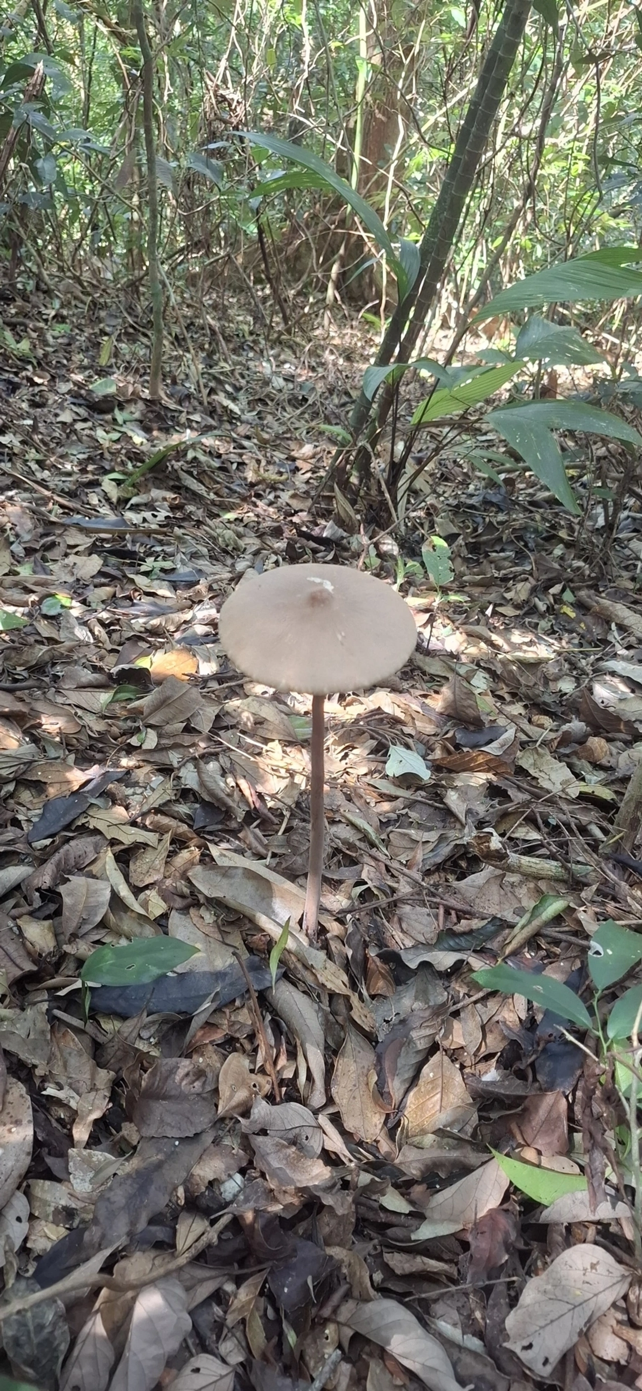Macrolepiota capelariae, fungos, fotografado em Enxovas, Ilhabela