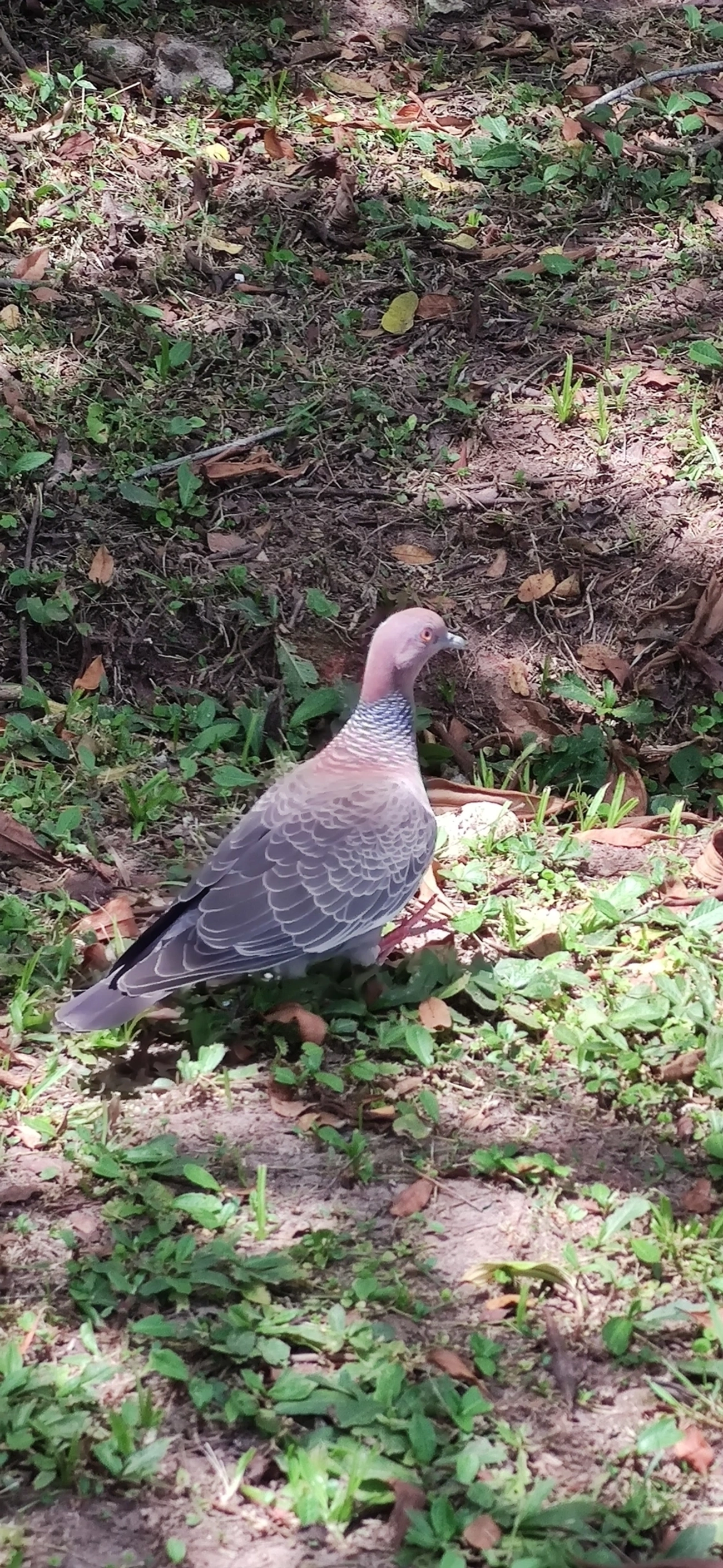 Asa-branca (Patagioenas picazuro), aves, fotografado em Praia Barra do Sahy, São Sebastião