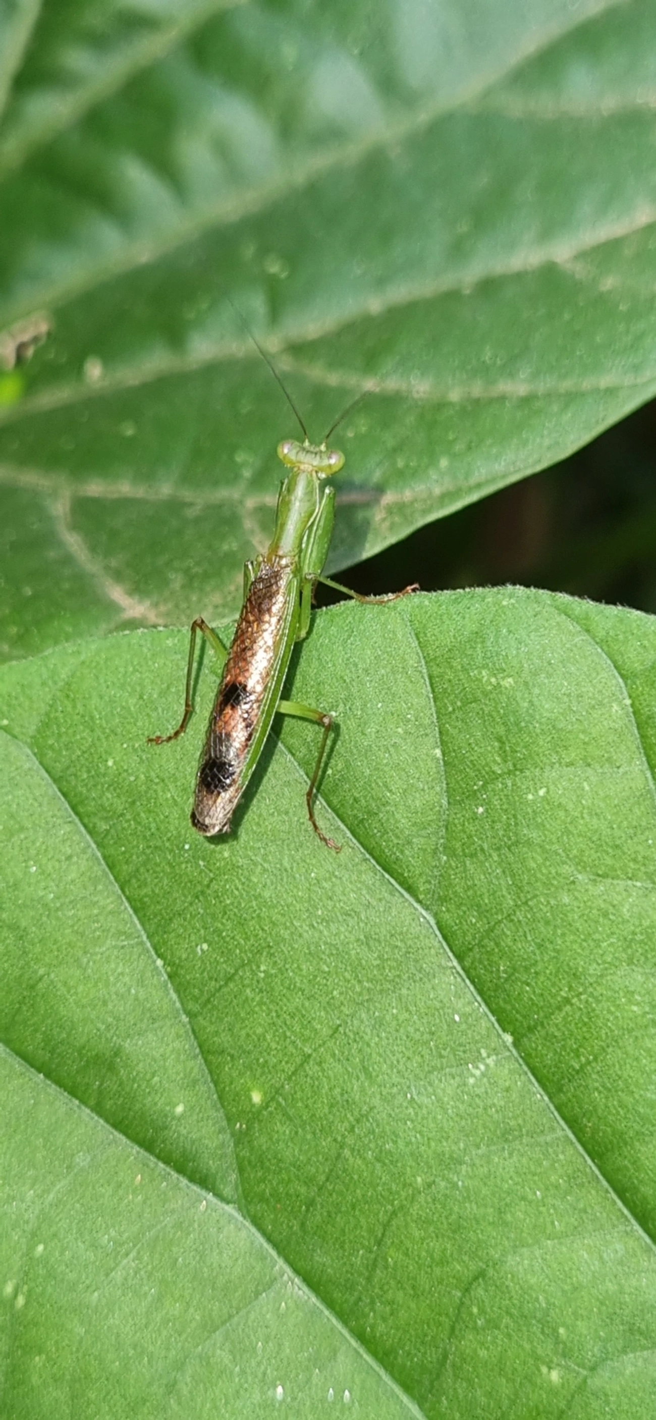 Louva-a-deus (Acontista concinna), insetos, fotografado em Maresias, São Sebastião