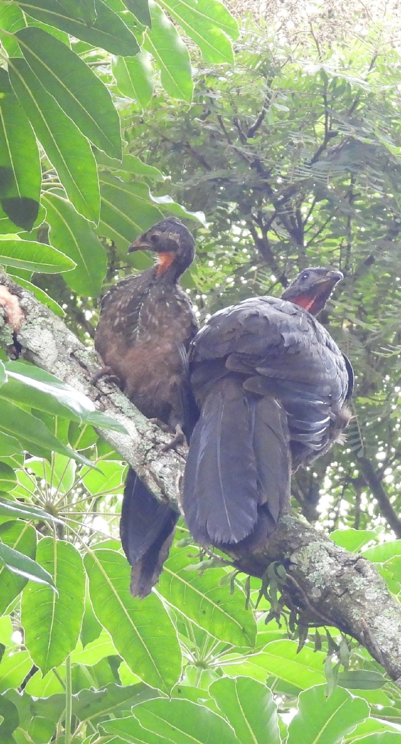 Jacuaçu (Penelope obscura), aves, fotografado em Guararema