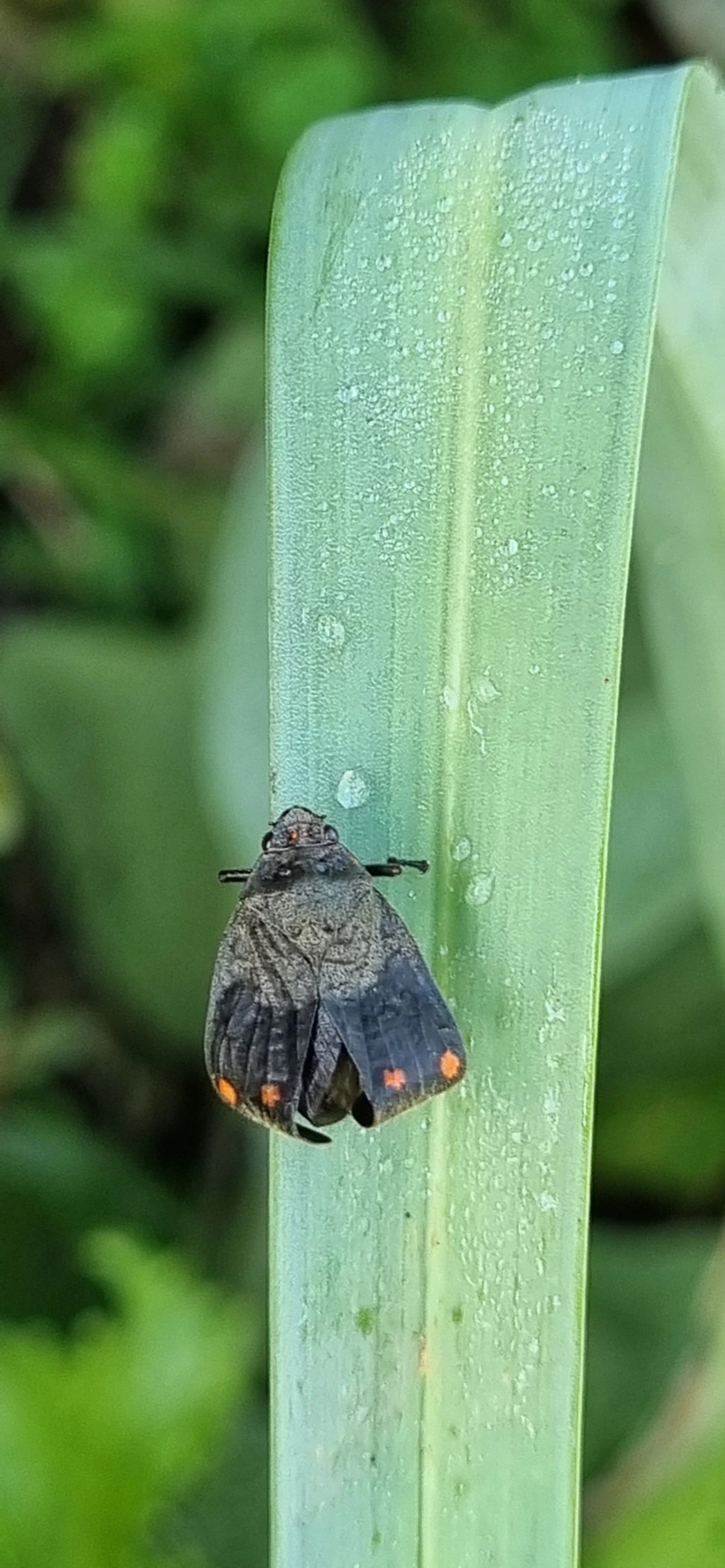 Fulgomorfos (Fulgoromorpha), insetos, fotografado em Maresias, São Sebastião