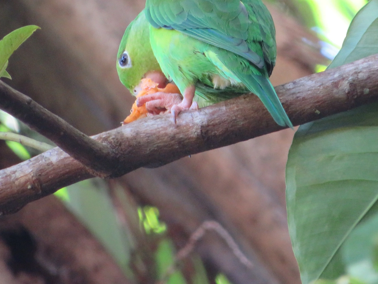 Periquito-rico (Brotogeris tirica), aves, fotografado em Maresias, São Sebastião
