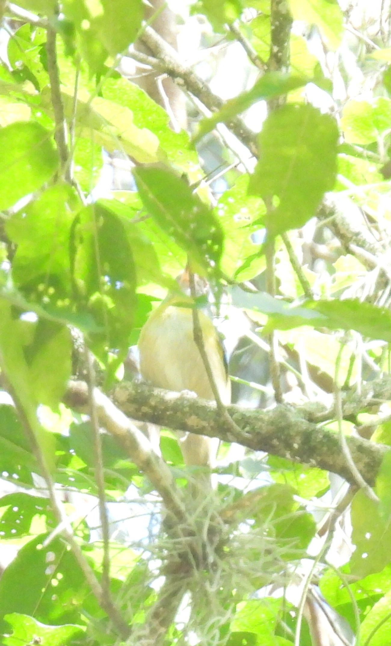 Pitiguari (Cyclarhis gujanensis), aves, fotografado em Santa Branca