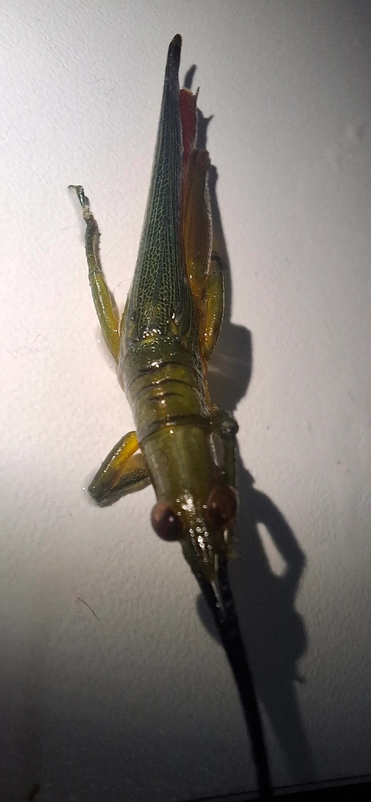 Opshomala viridis, insetos, fotografado em Maresias, São Sebastião
