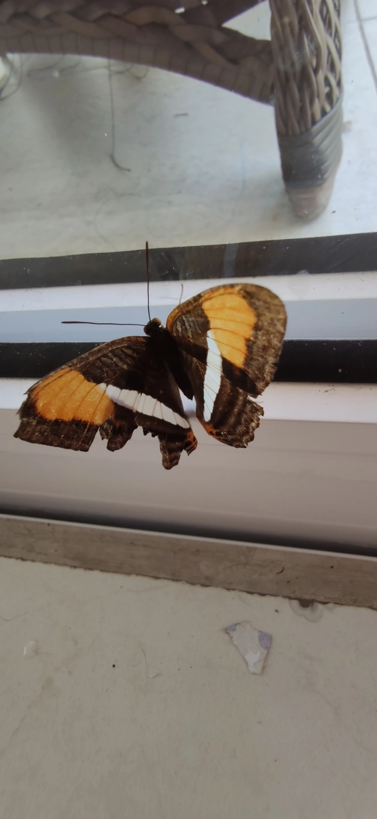 Irmã-de-faixa-lisa (Adelpha cytherea), insetos, fotografado em Maresias, São Sebastião