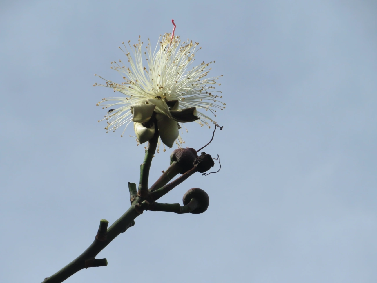 Embiruçu (Pseudobombax grandiflorum), plantas, fotografado em Maresias, São Sebastião