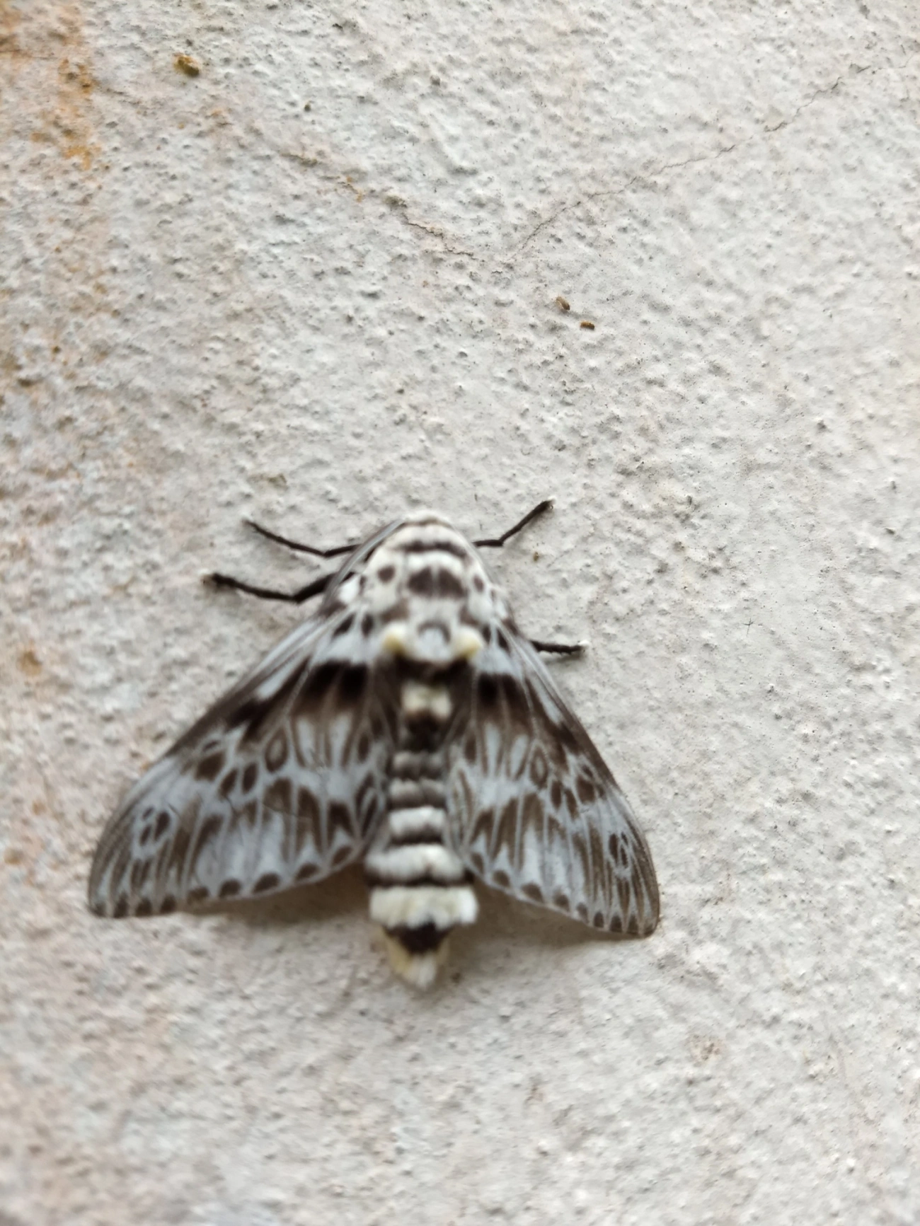 Taturana (lagarta) (Podalia orsilochus), insetos, fotografado em Maresias, São Sebastião