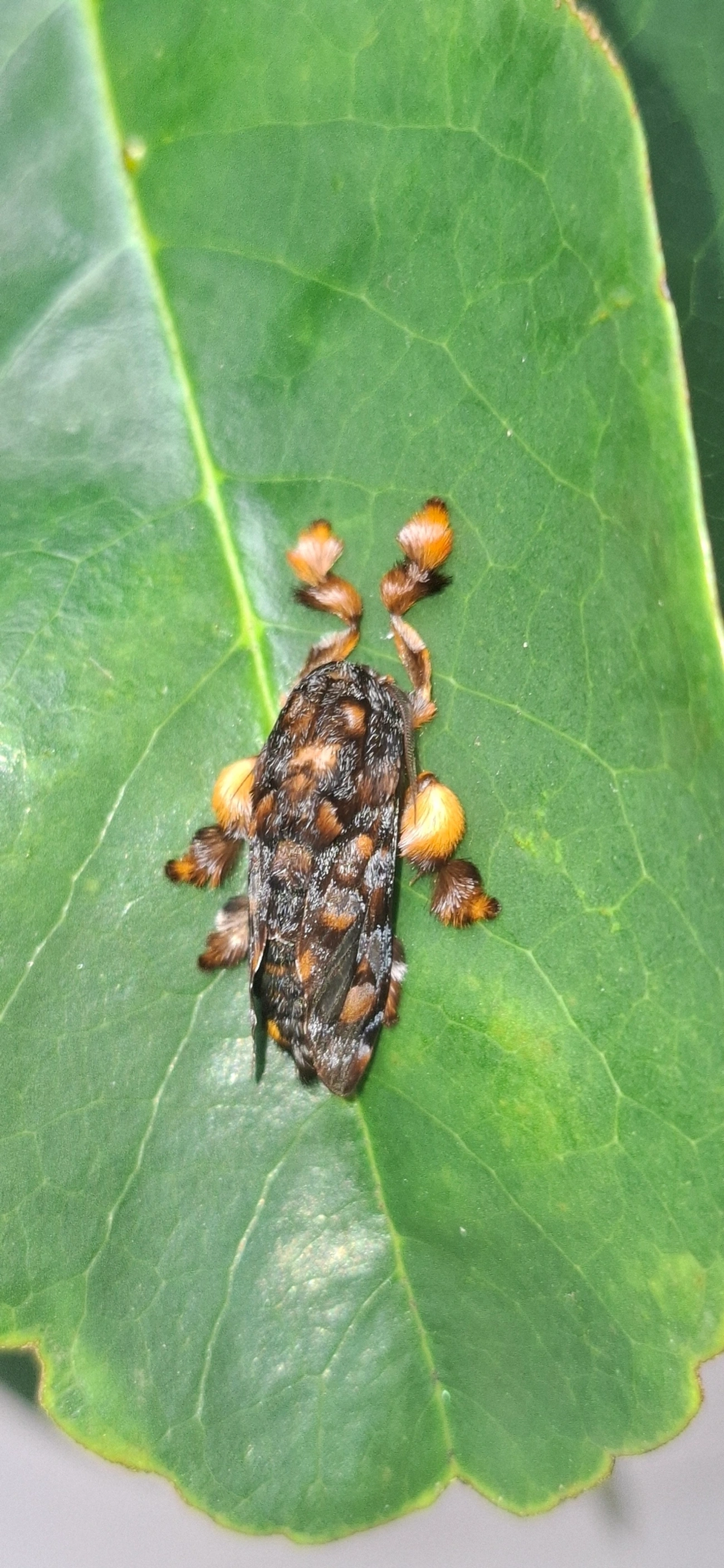 Lagarta-aranha (Phobetron hipparchia), insetos, fotografado em Maresias, São Sebastião