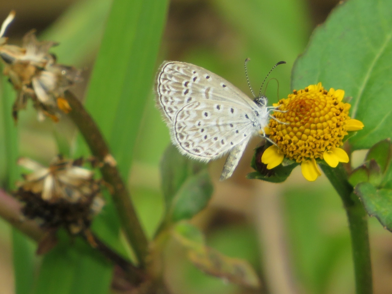 Azul-cyna (Zizula cyna), insetos, fotografado em Maresias, São Sebastião